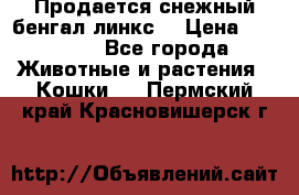 Продается снежный бенгал(линкс) › Цена ­ 25 000 - Все города Животные и растения » Кошки   . Пермский край,Красновишерск г.